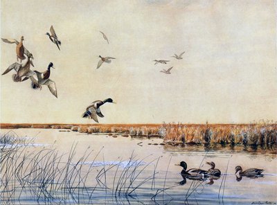 Ducks landing, 1919 by Louis Agassiz Fuertes